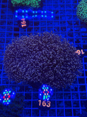 Pink OctoSpawn Colony