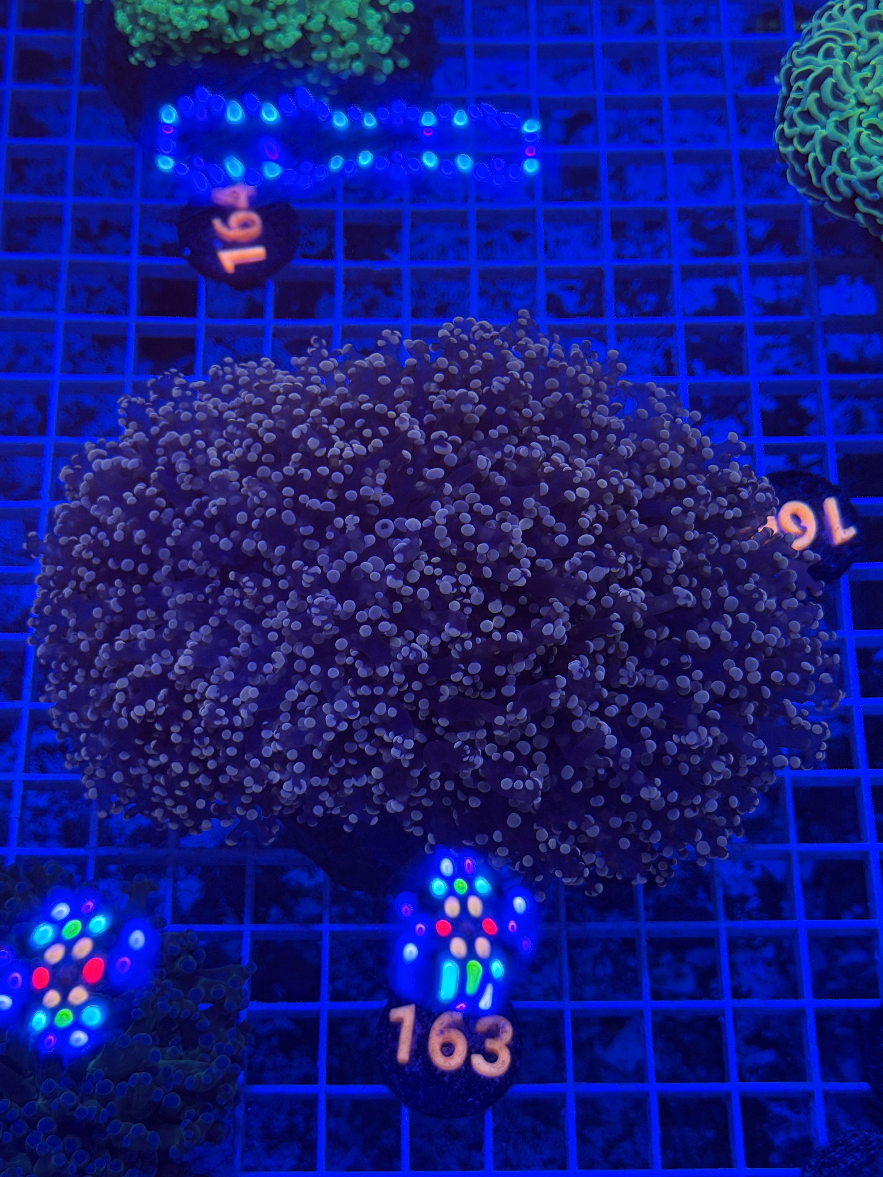 Pink OctoSpawn Colony
