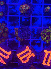 Campfires Zoanthids