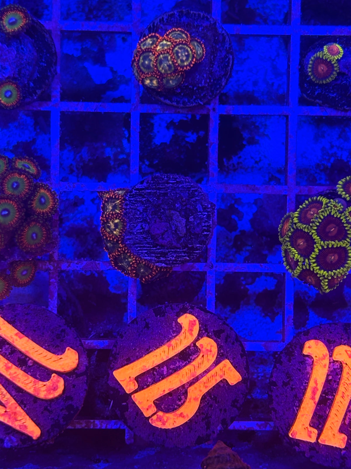 Campfires Zoanthids