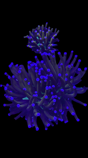 New York Knicks torch