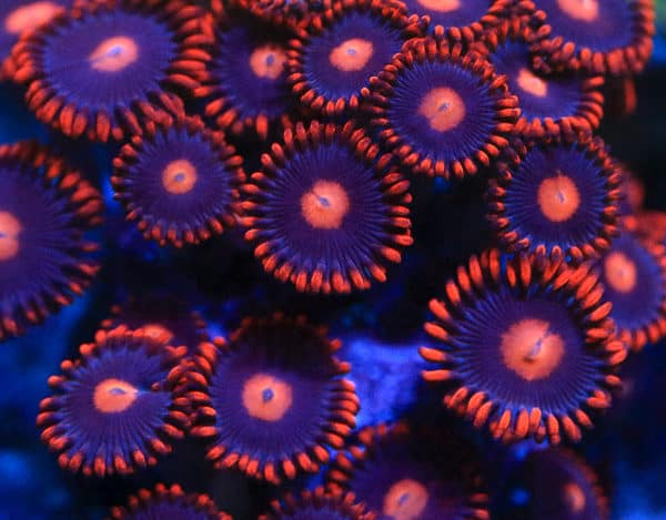 My clementine zoanthid