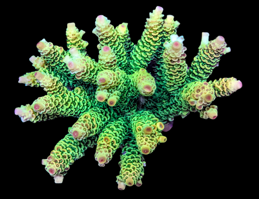 Indo millepora green