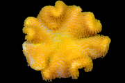 Yellow Fiji leather