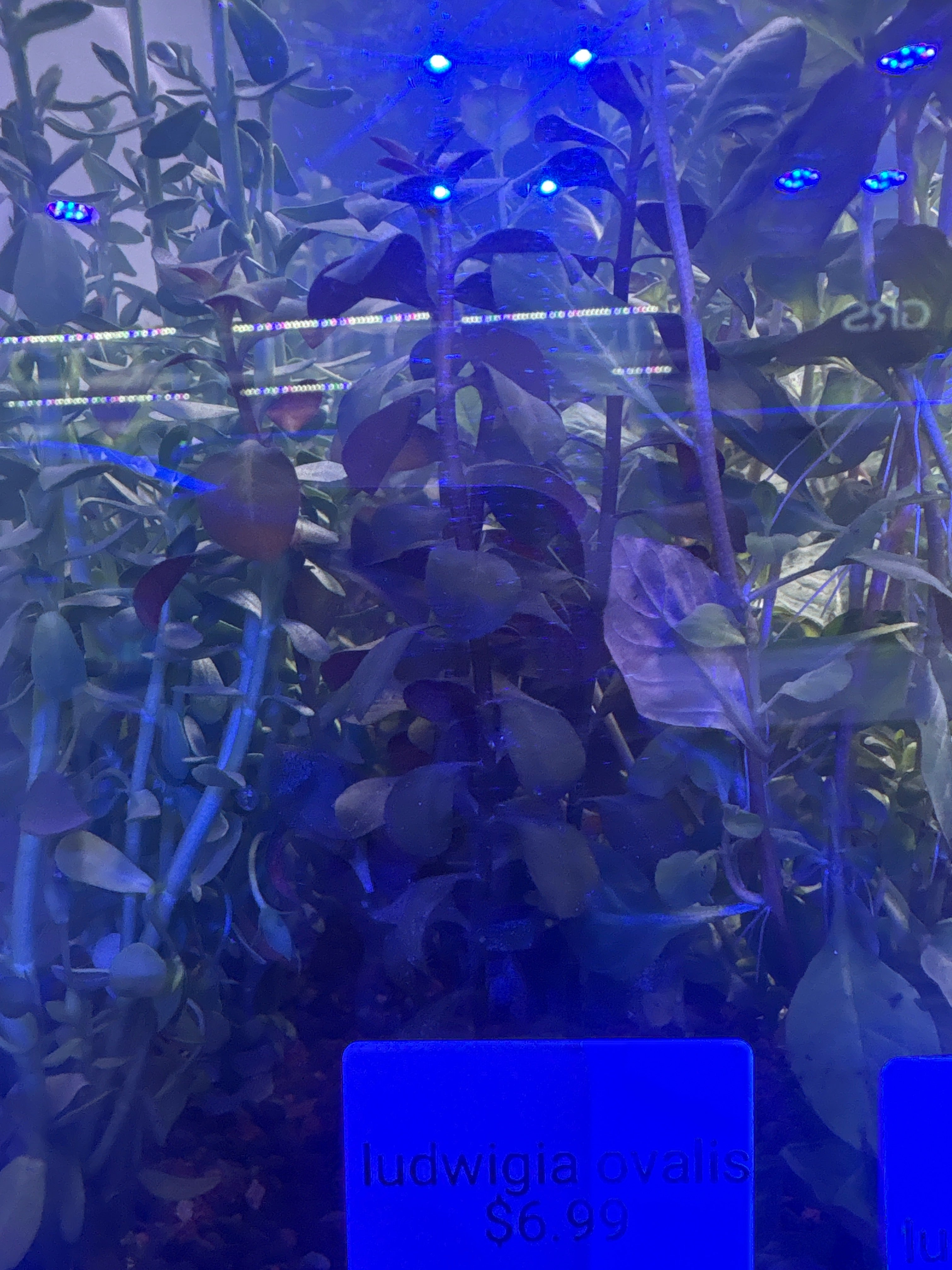 Ludwigia Ovalis