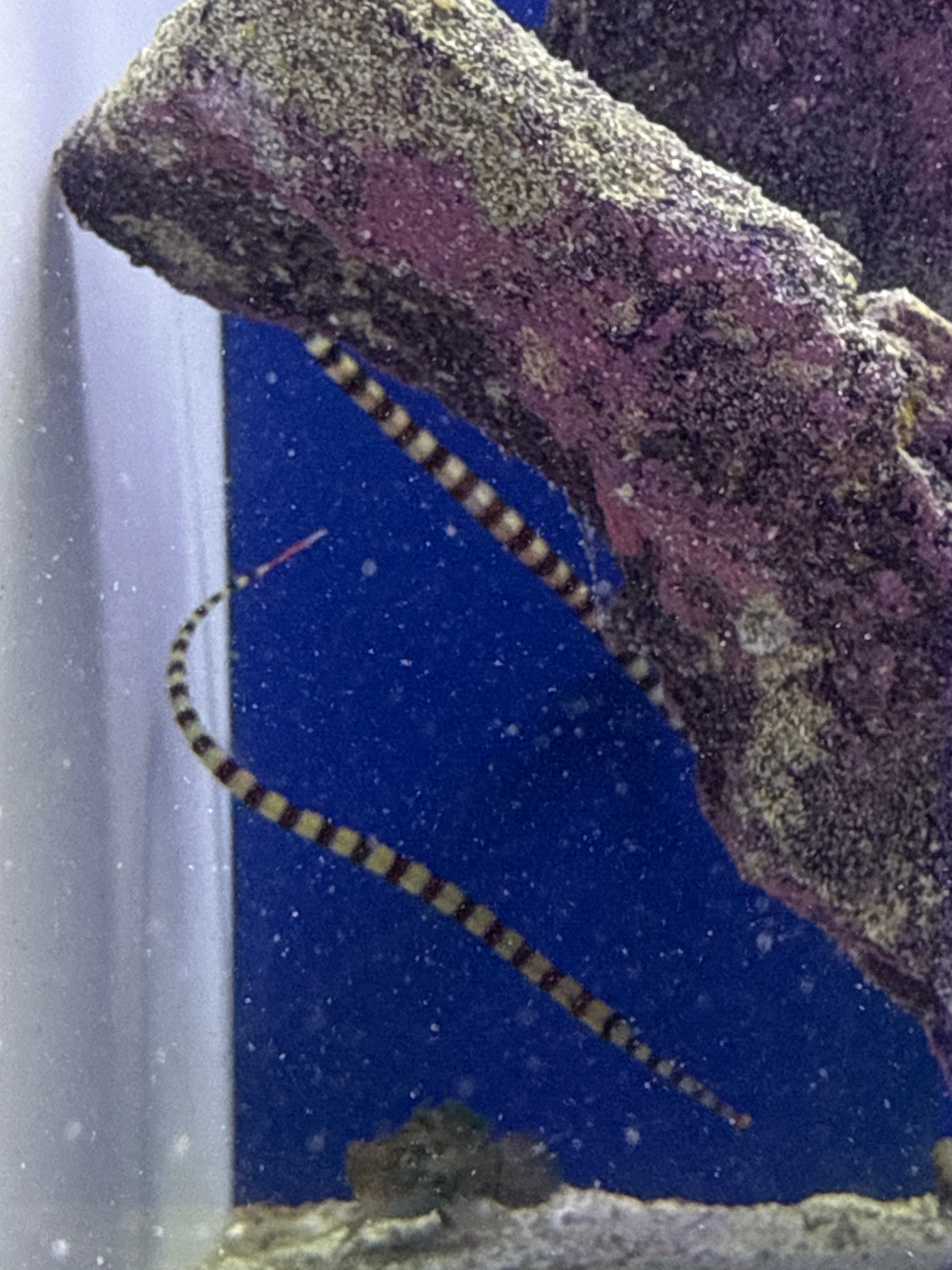 Banded Pipefish