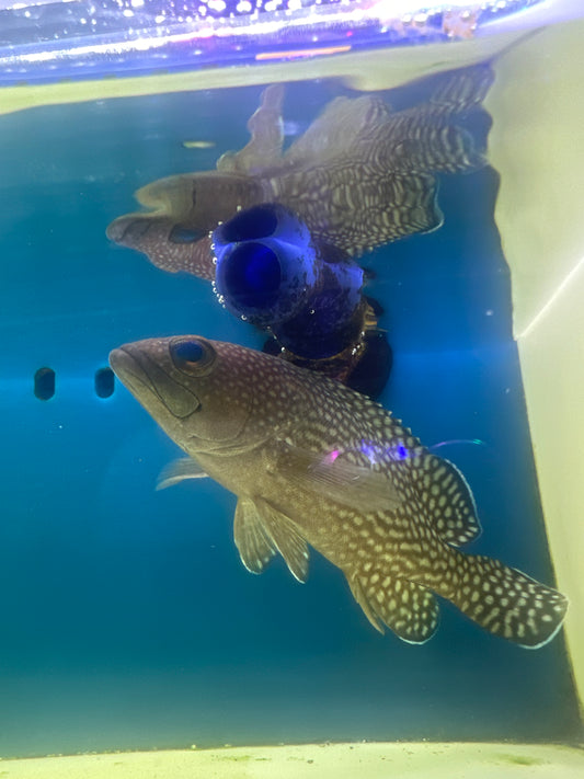 Oddball grouper