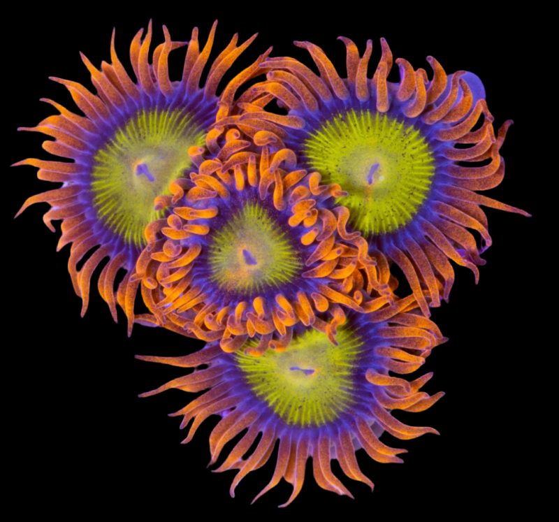 Mandarin orange zoanthid