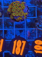 Fruit loops Zoanthids
