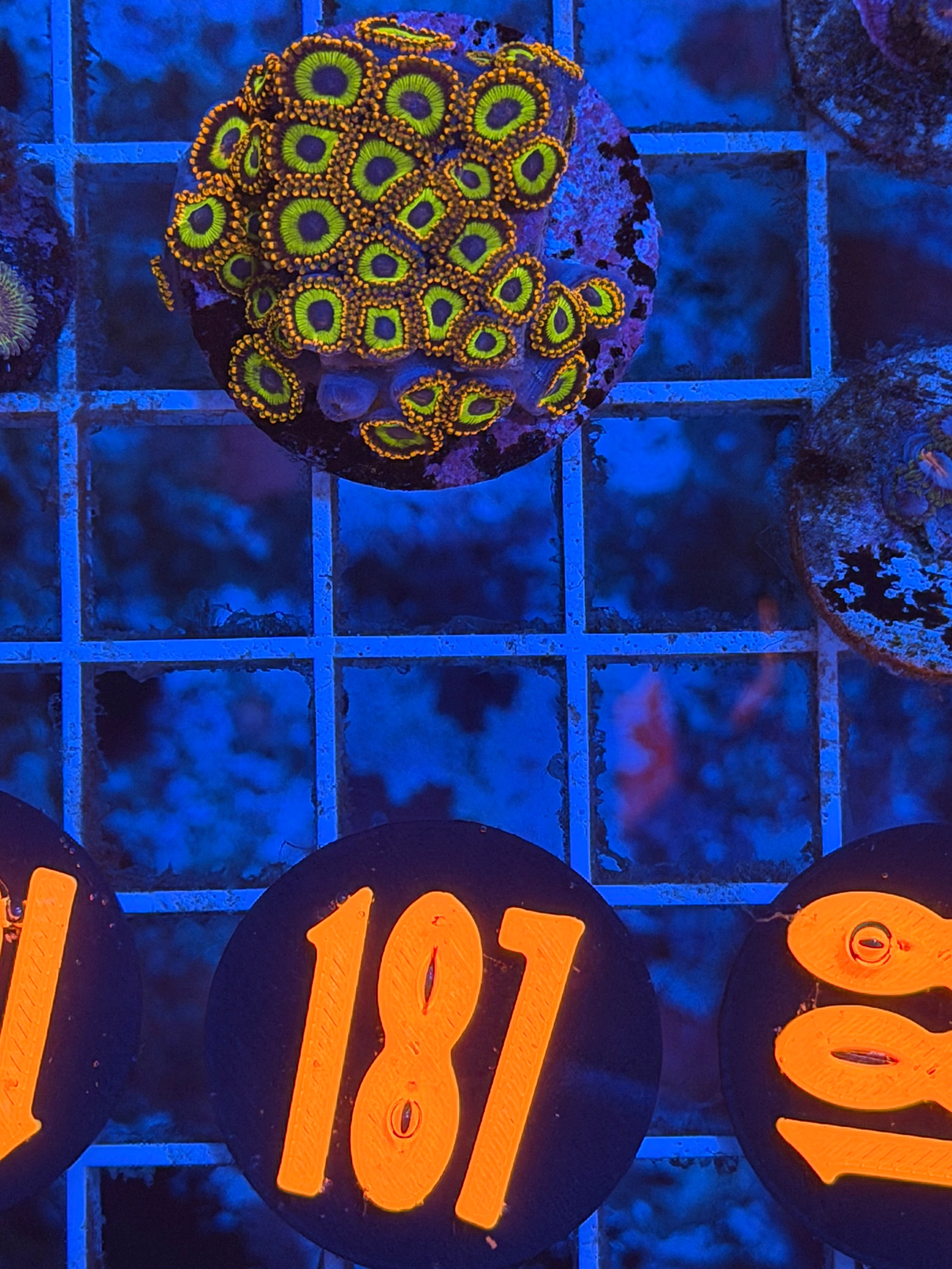 Fruit loops Zoanthids