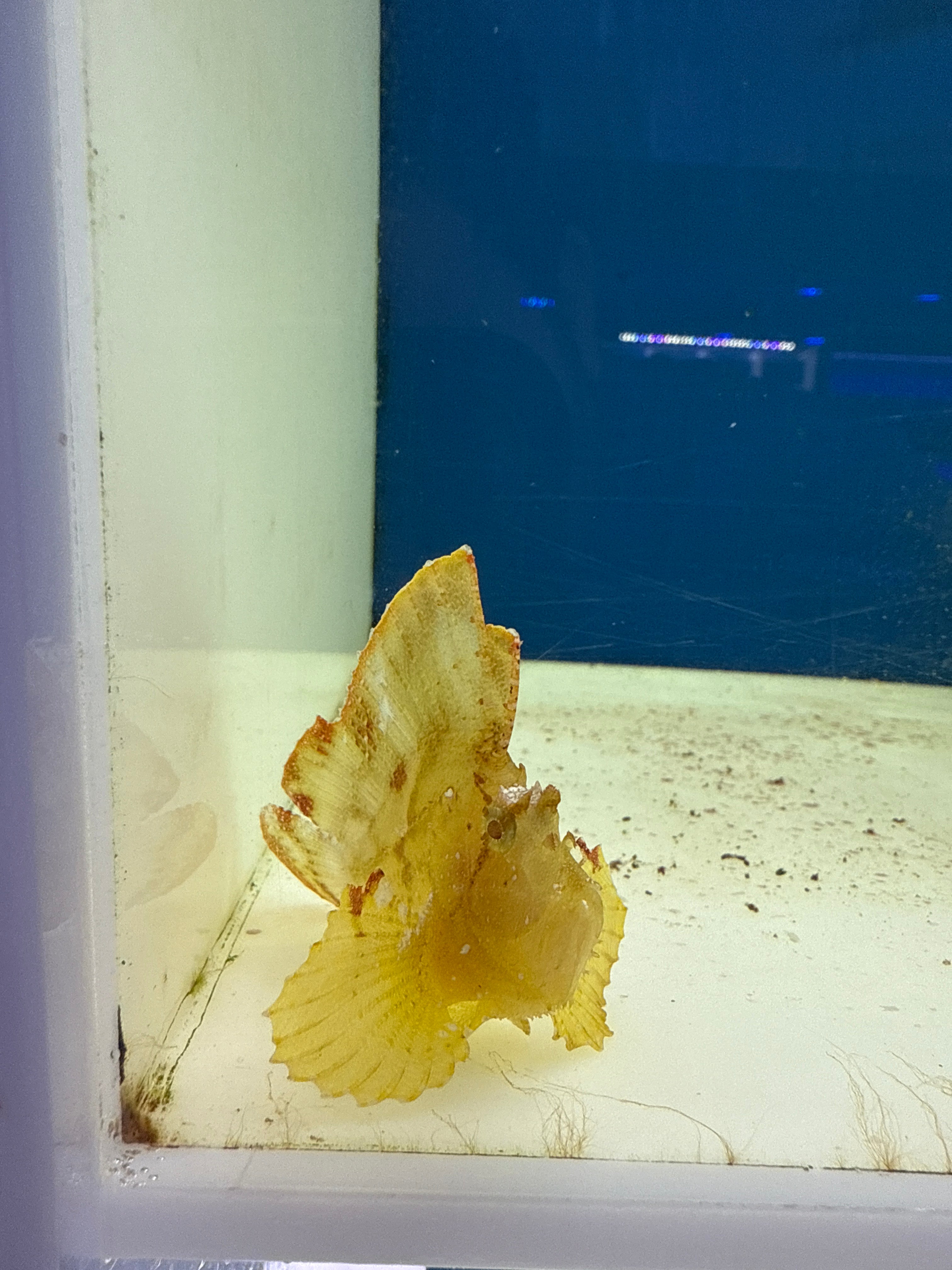 Leaf Fish