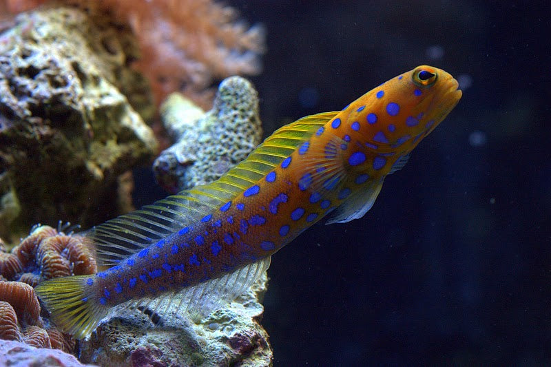 Blue spot jawfish
