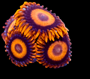 Oxides zoanthids