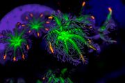 clove polyps large