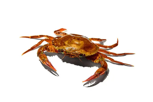 Inverts