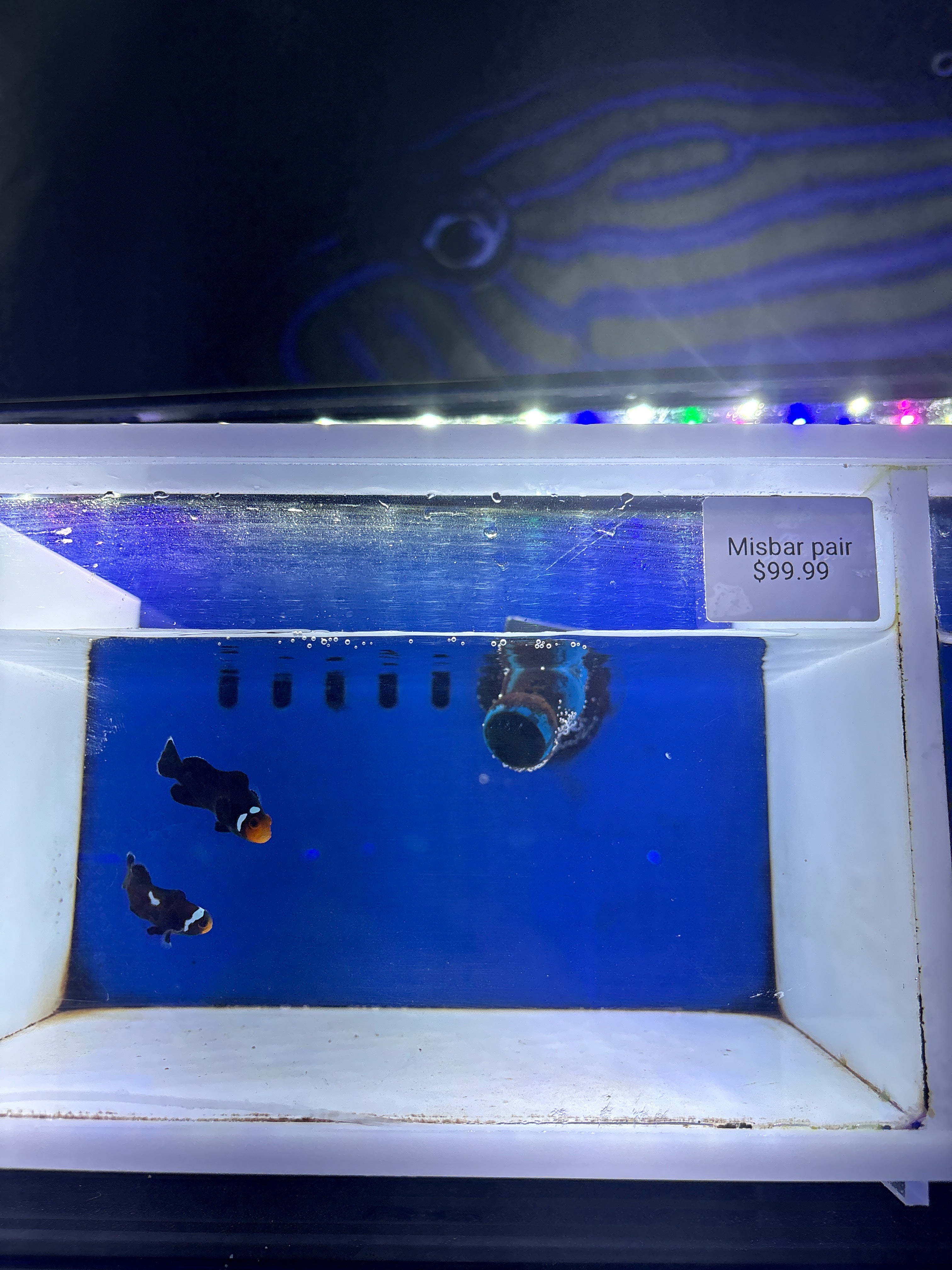 Misbar Clownfish Pair