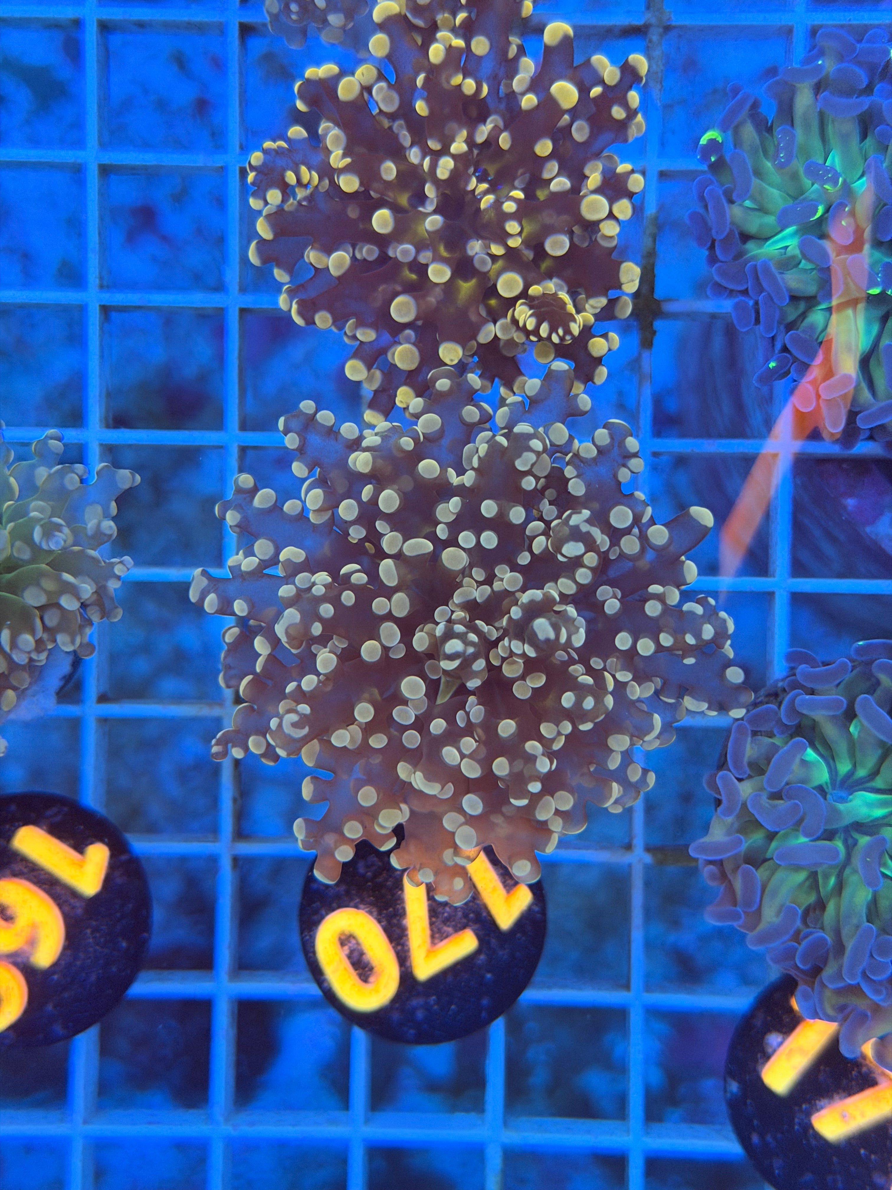 Pink FrogSpawn