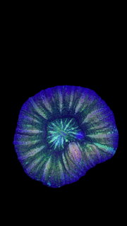 Glitter scoly