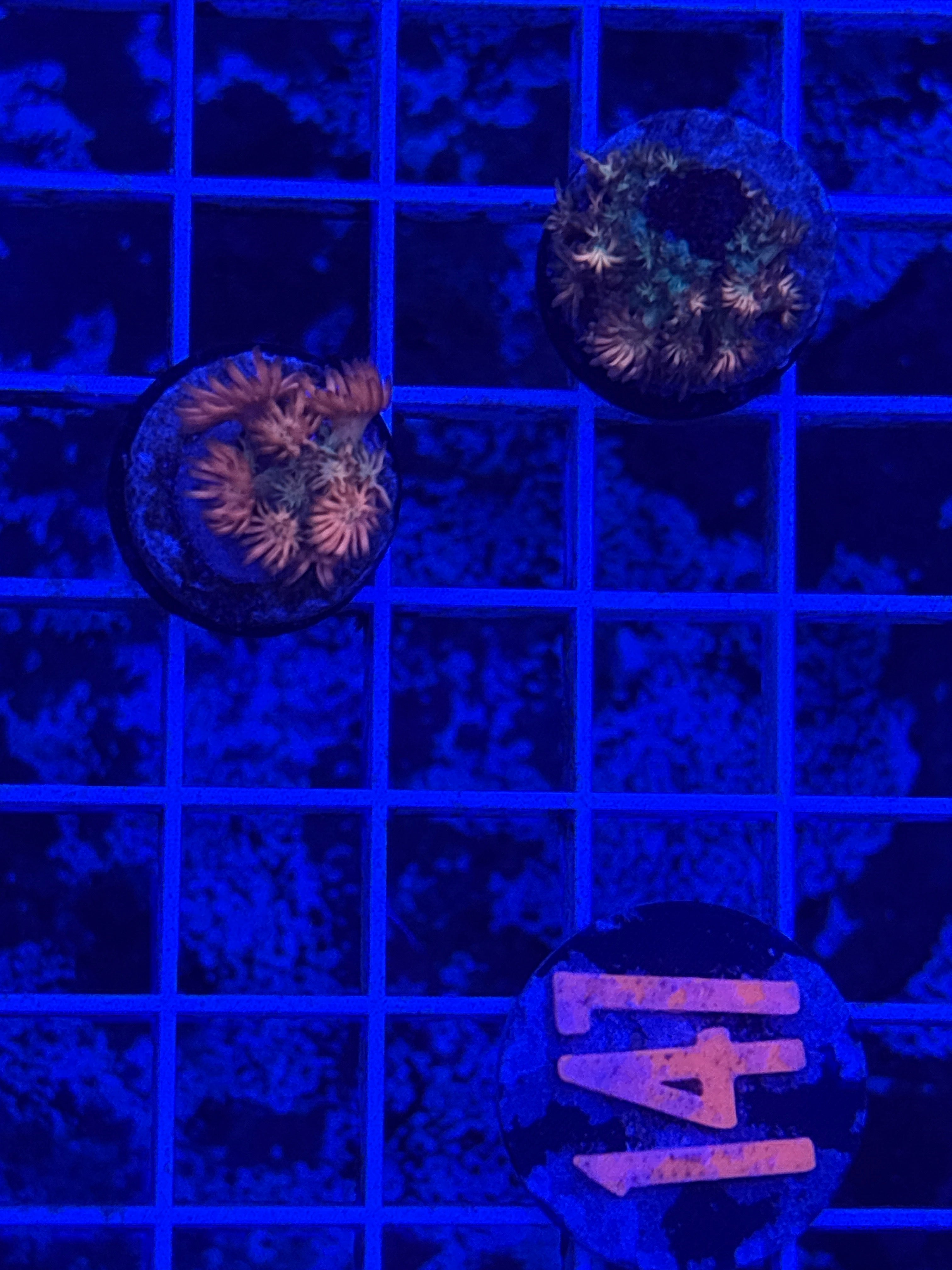 Infinity Stones Goni