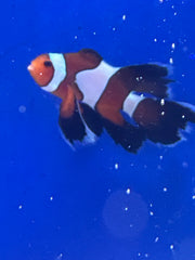 SA Vivid Longfin