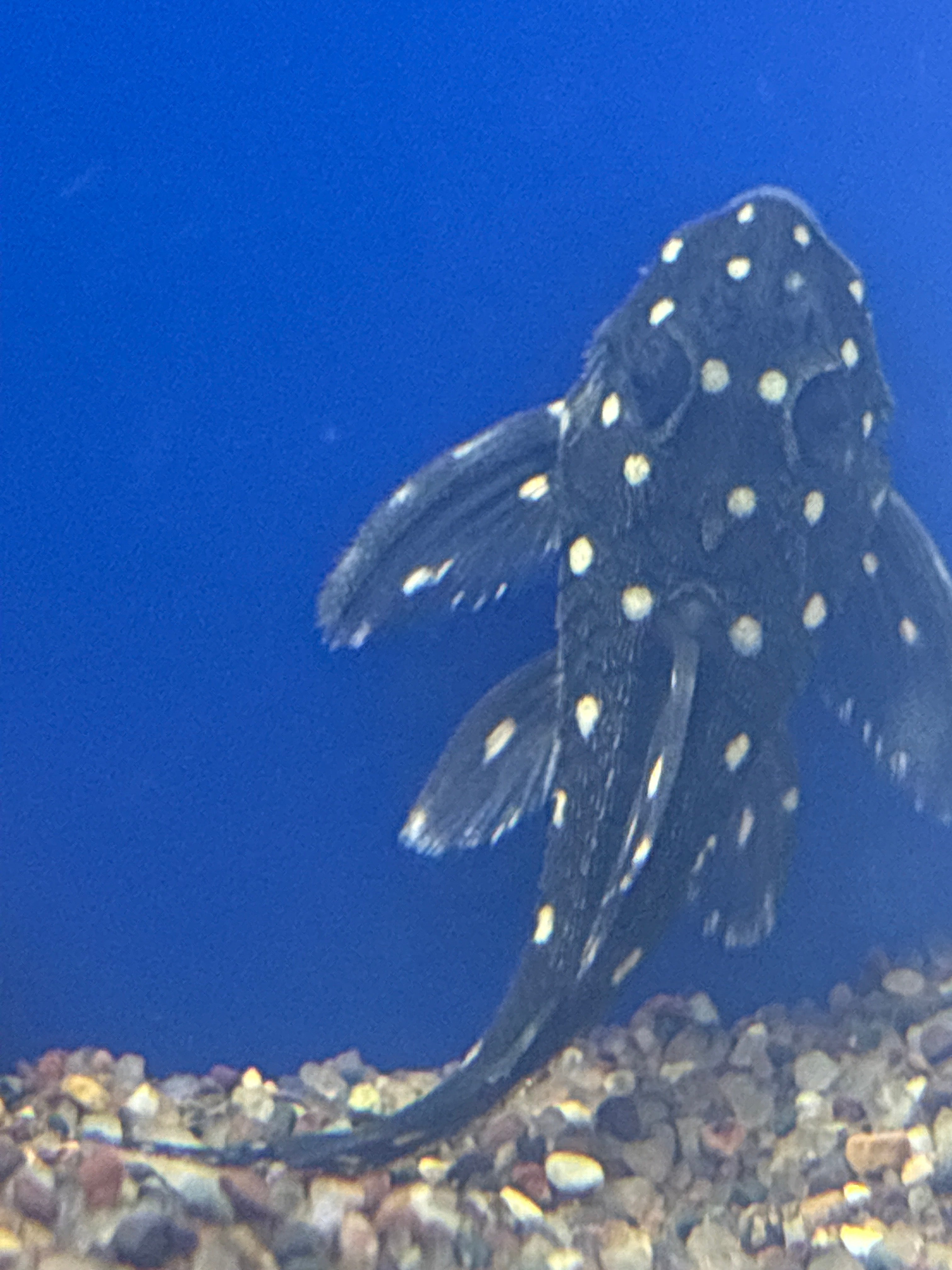 L102 True Inspector Pleco