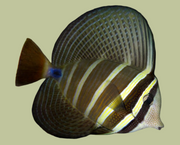 Sailfin Tang
