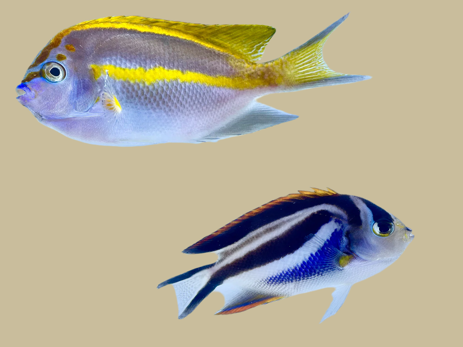 Female Bellus Angel