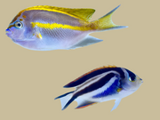 Female Bellus Angel