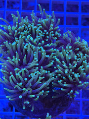Black Light Torch