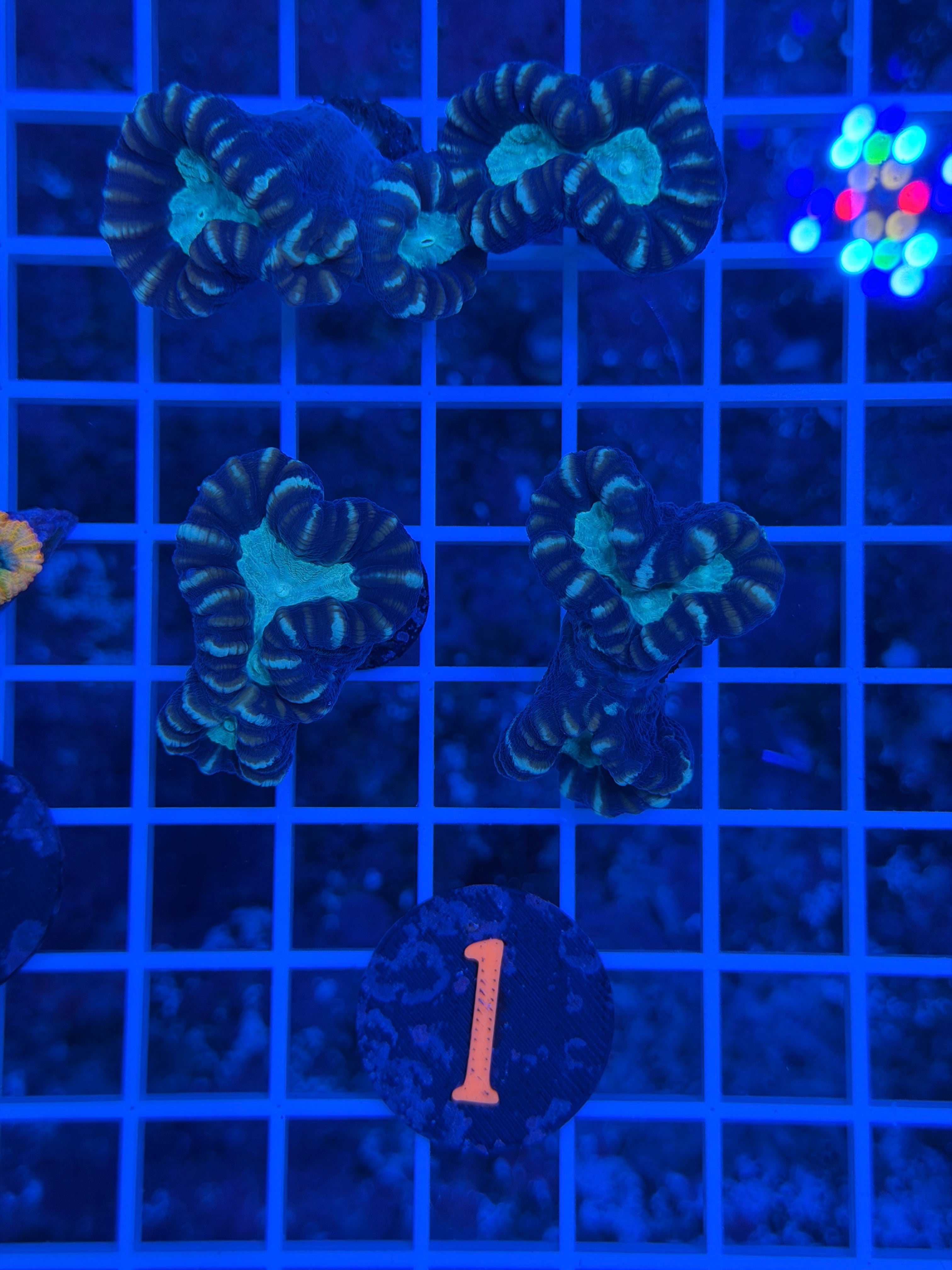 Purple Candy Cane Per Head