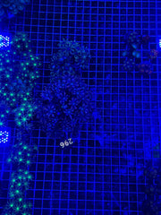 Clove Polyp colony
