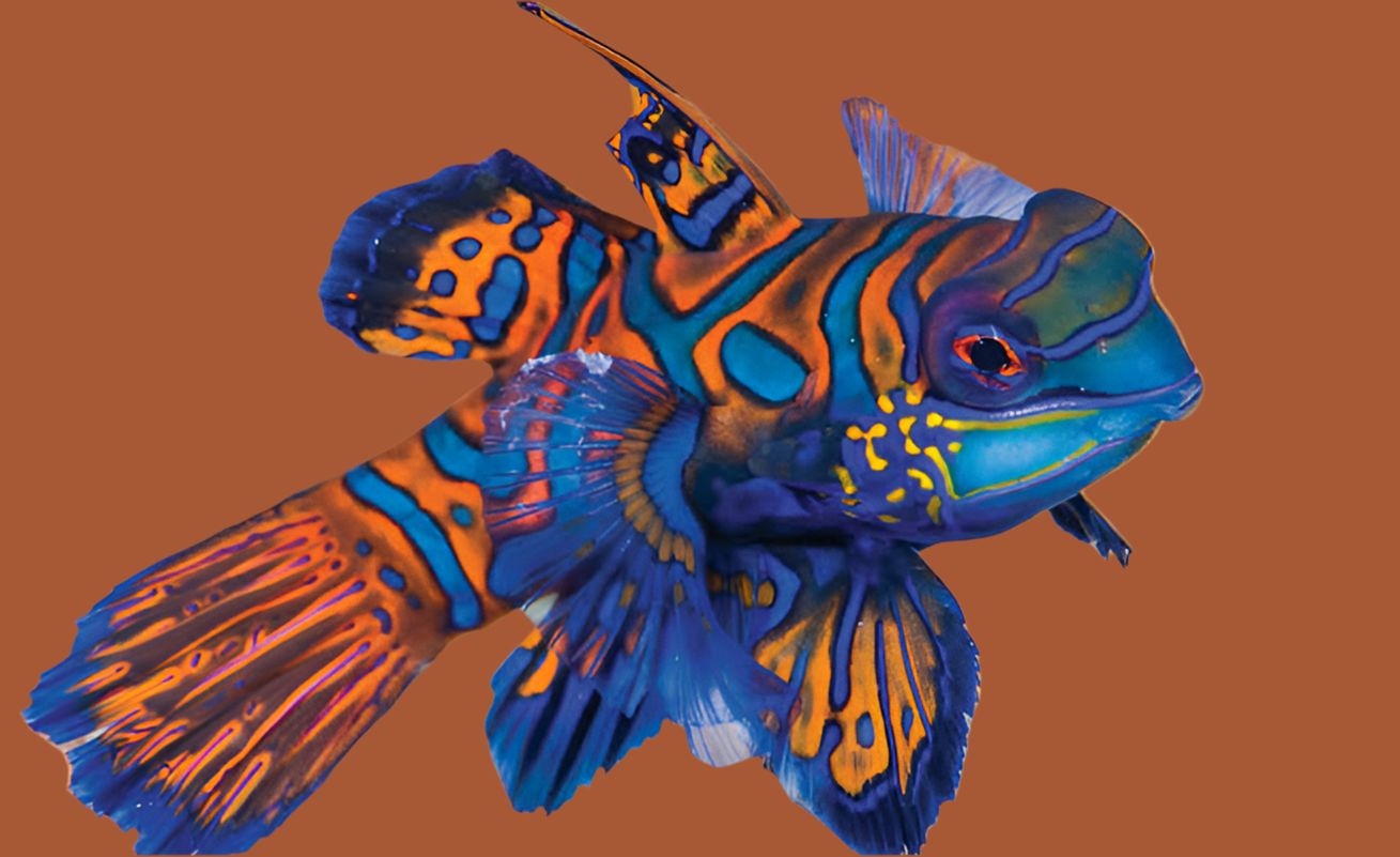Green Mandarin Goby