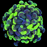 Splatter/marbled hammer