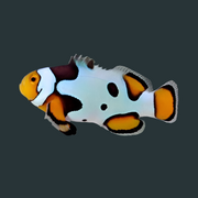 Premium Onyx Clownfish