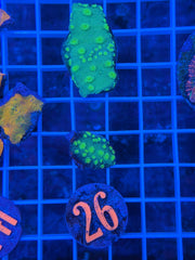 Hollywood Stunner Chalice