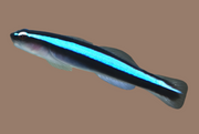 Blue stripe neon gobies