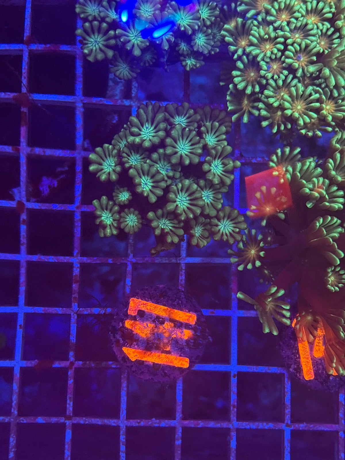 Green waving alveopora