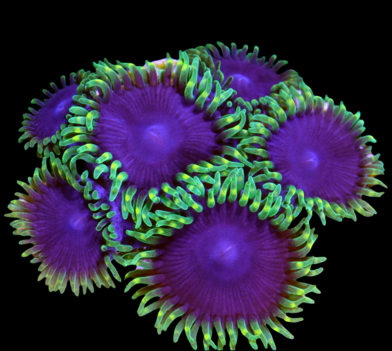 Joker zoanthid