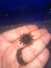Rock Urchin