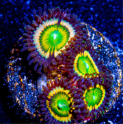 Citrus zoanthid