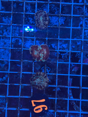 Asian Acan