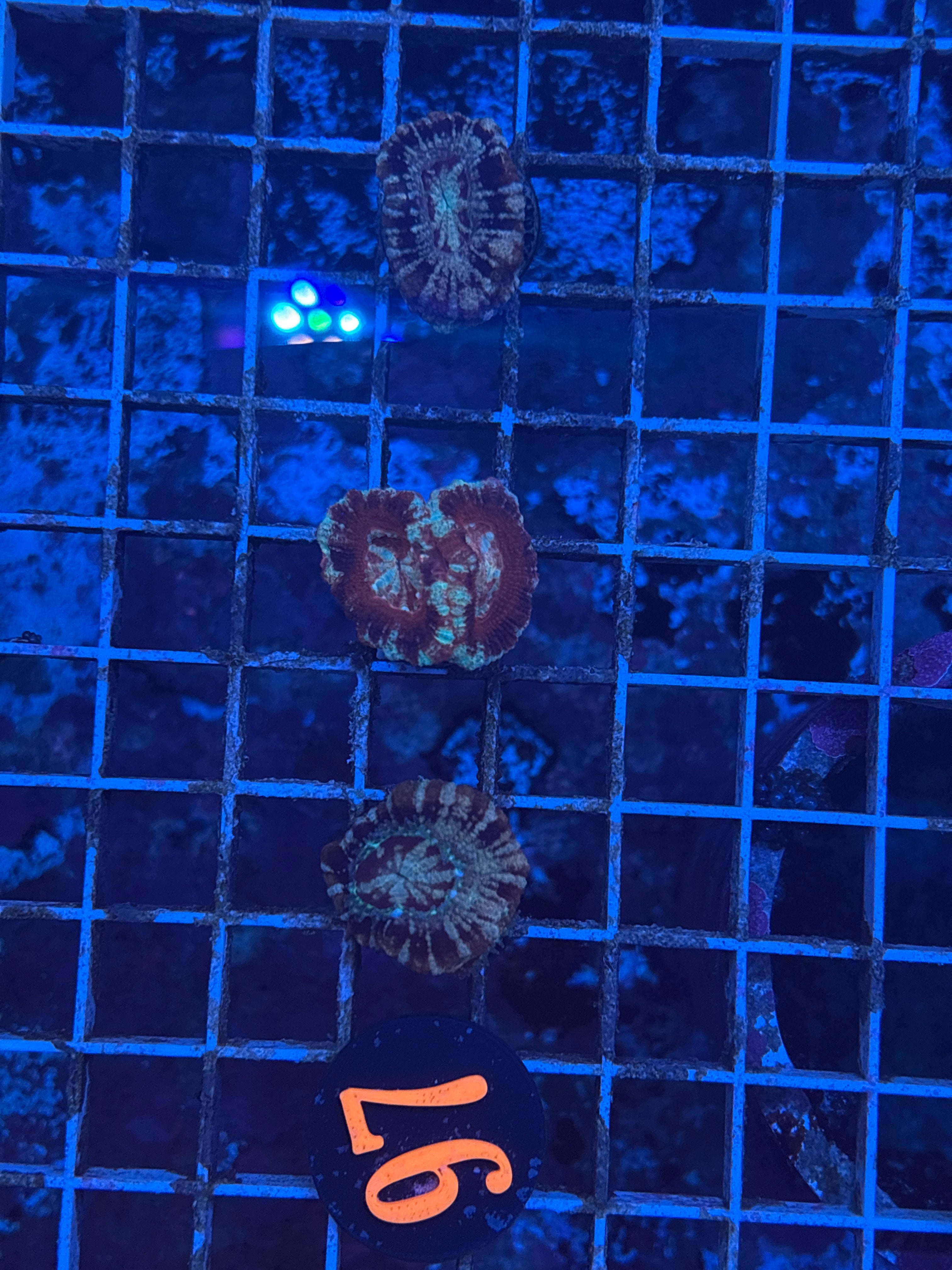 Asian Acan