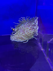 Long tentacle anemone
