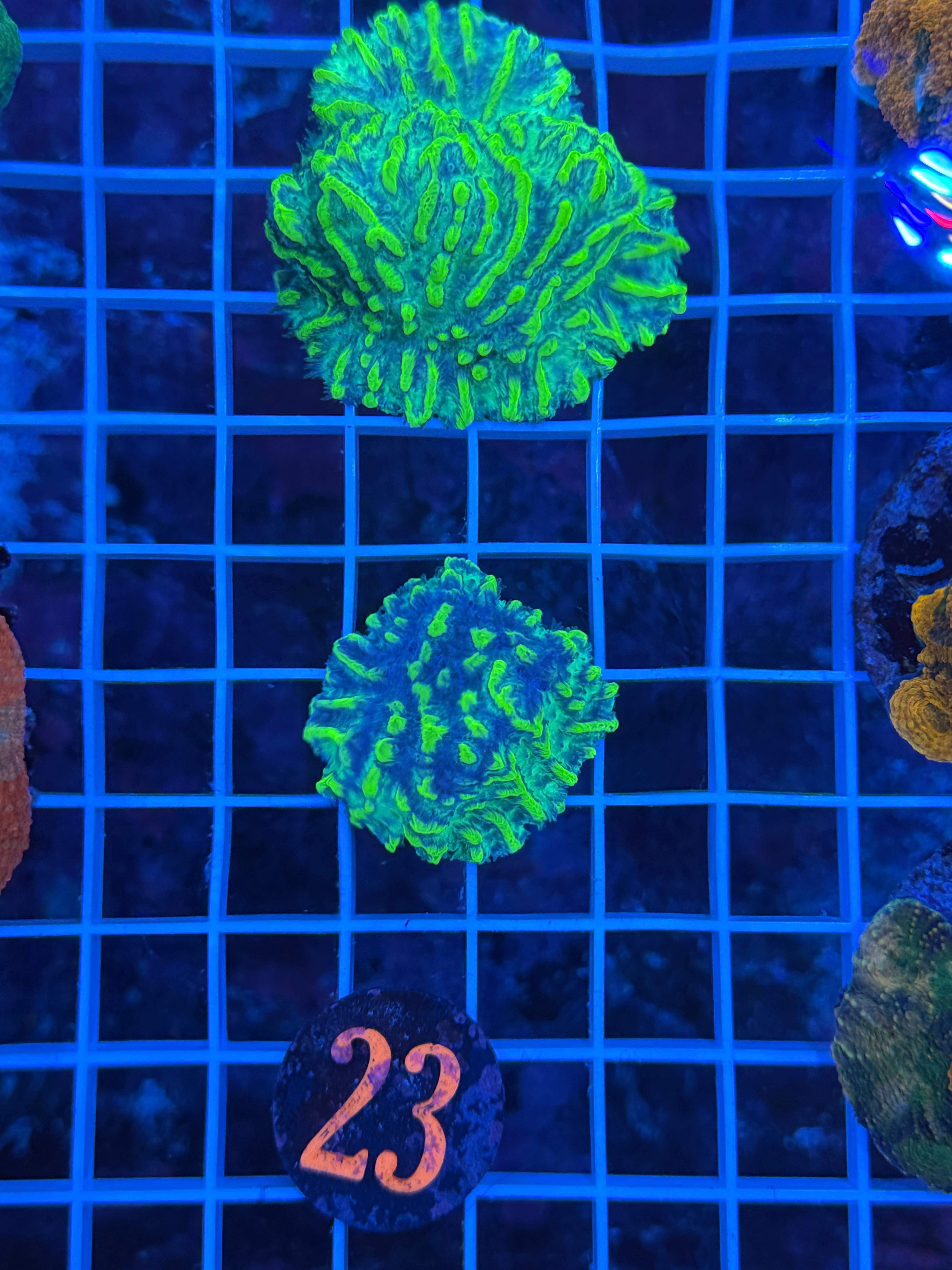 Lemon Lime Hydnophora