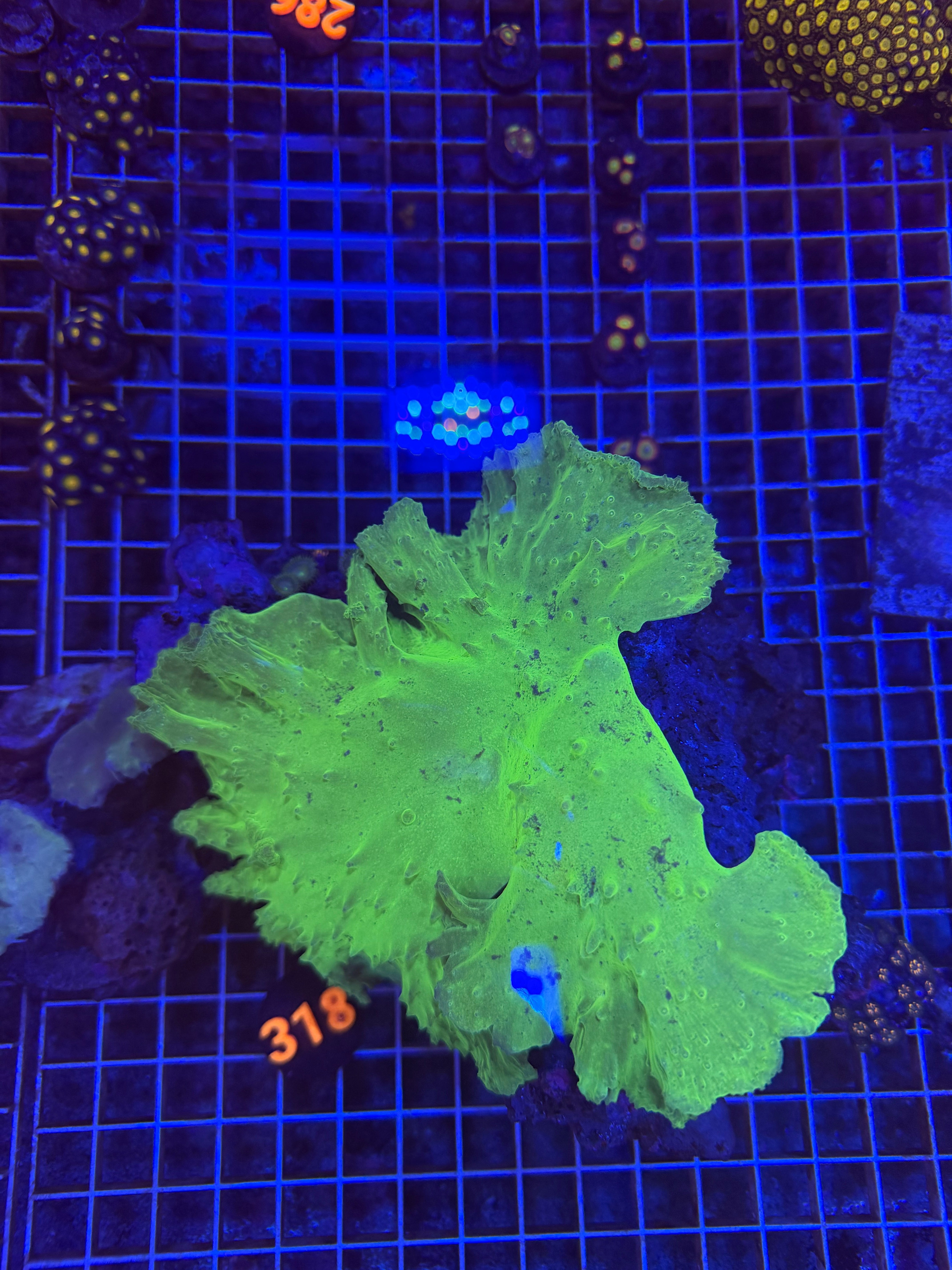 Green Cabbage Leather