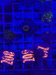 Hallucinations Zoanthids