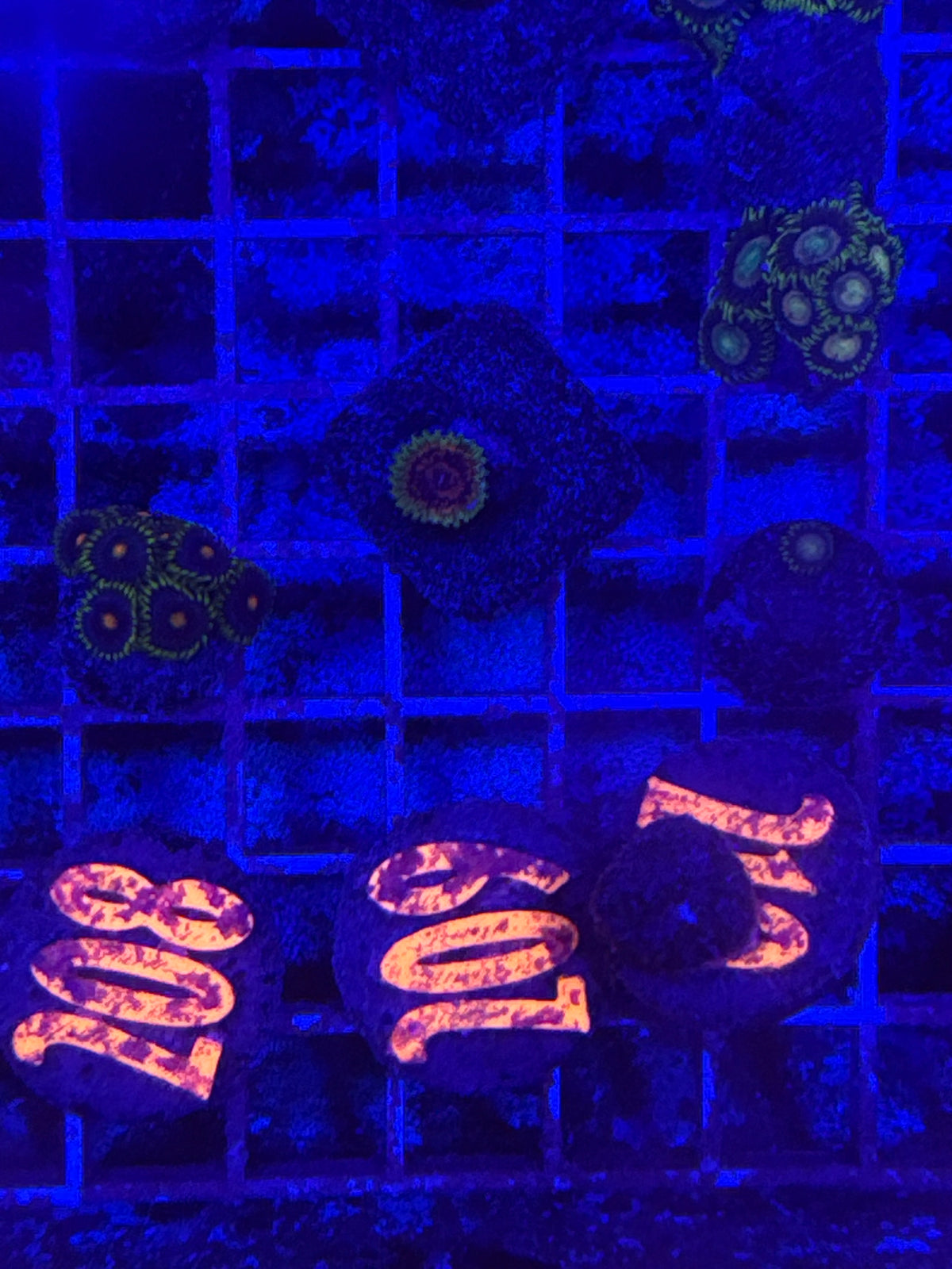 Hallucinations Zoanthids
