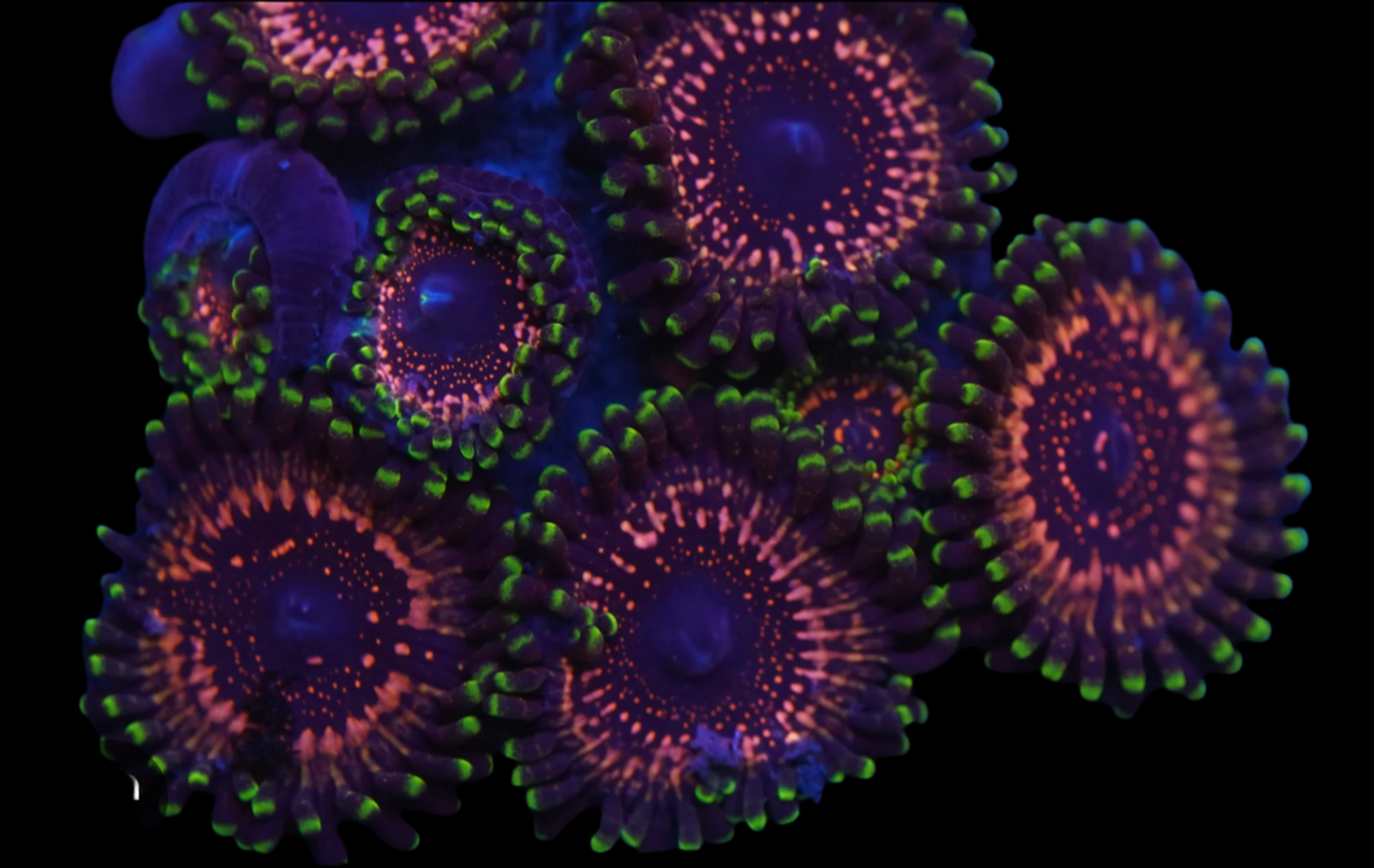 Taser zoanthid 50 per frag