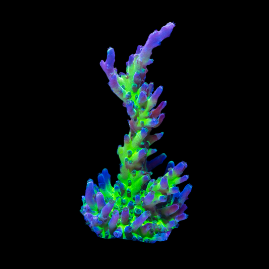 Miyagi tort acropora
