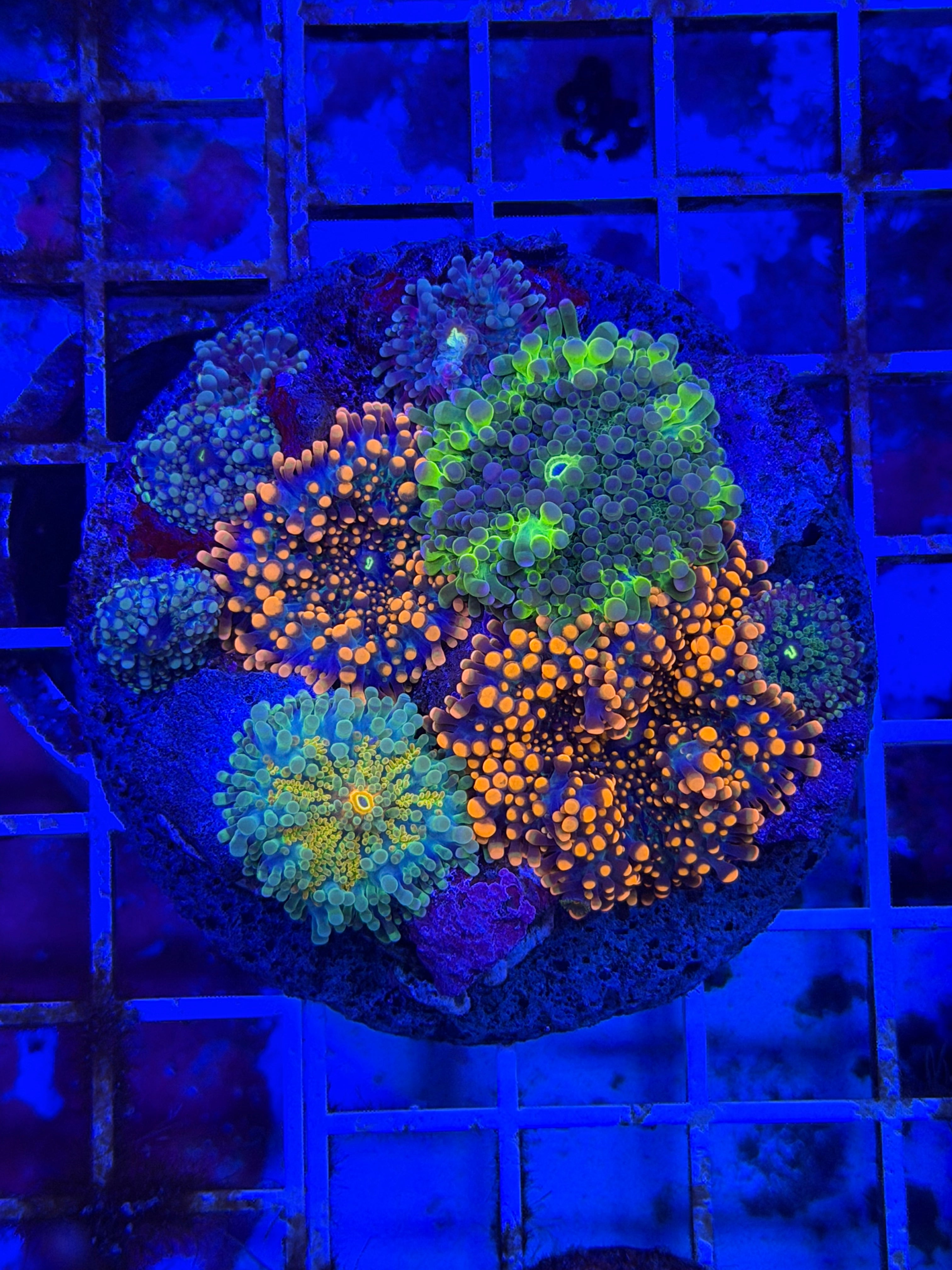 Ultra Mushroom Combo